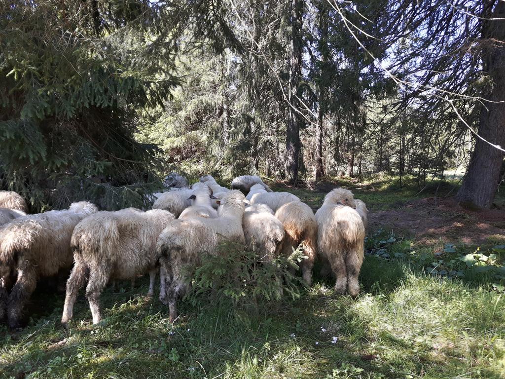 Gospoda Harnas Косцелиско Экстерьер фото